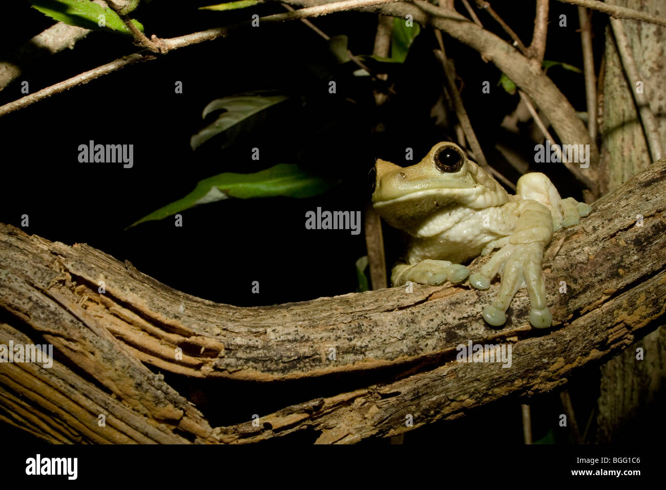 Großen veined Laubfrosch (Milch Grasfrosch), Trachycephalus Venulosus, thront auf einem Ast in der Nacht in einem trockenen Wald in Costa Rica. Stockfoto