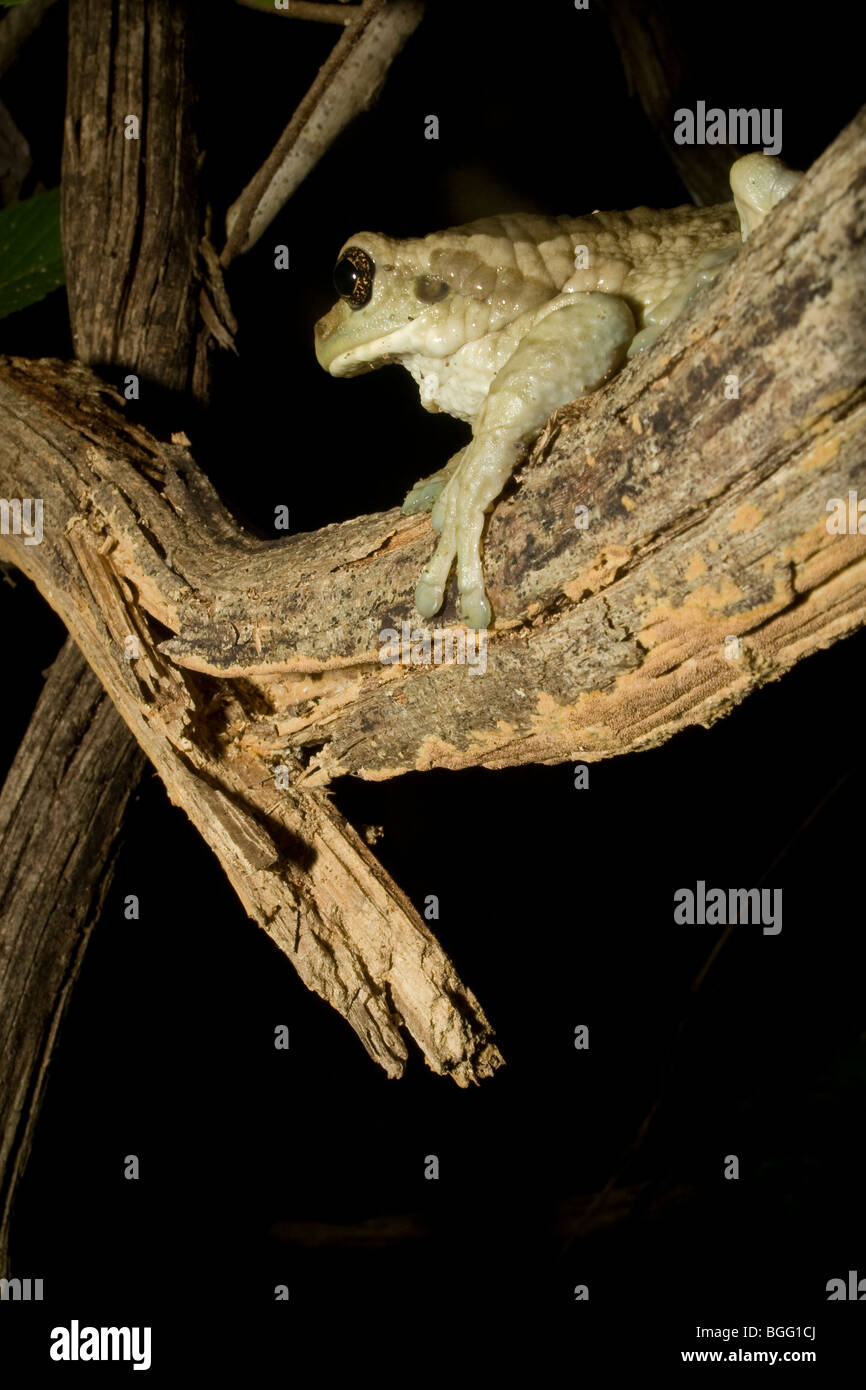 Großen veined Laubfrosch (Milch Grasfrosch), Trachycephalus Venulosus, thront auf einem Ast in der Nacht in einem trockenen Wald in Costa Rica. Stockfoto