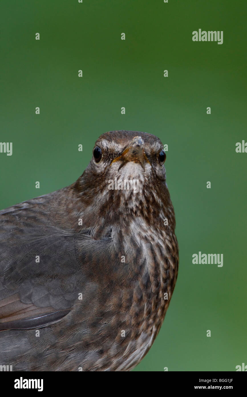 Weibliche Amsel Turdus Merula hautnah Stockfoto