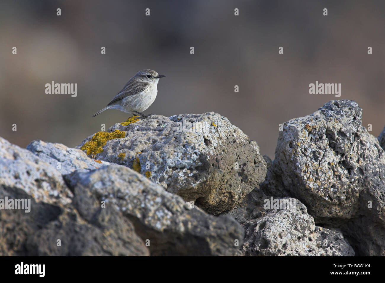 Fuerteventura Schwarzkehlchen Saxicola Dacotiae weibliche gehockt Felswand im Barranco De La Torre, Fuerteventura im Januar. Stockfoto