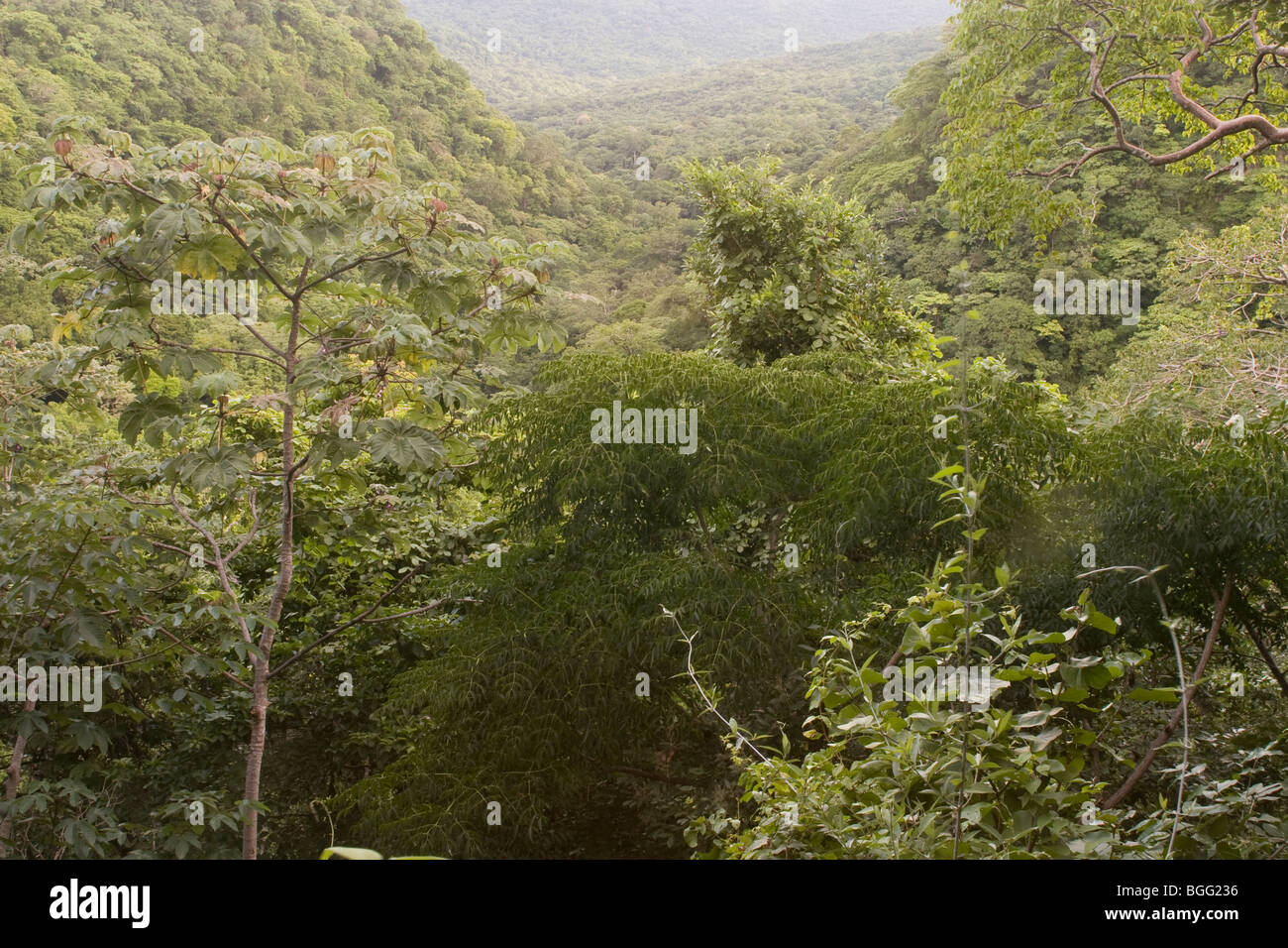 Aussichtspunkt in einem saisonal trockenen Wald in Santa Rosa Nationalpark, Costa Rica. Stockfoto