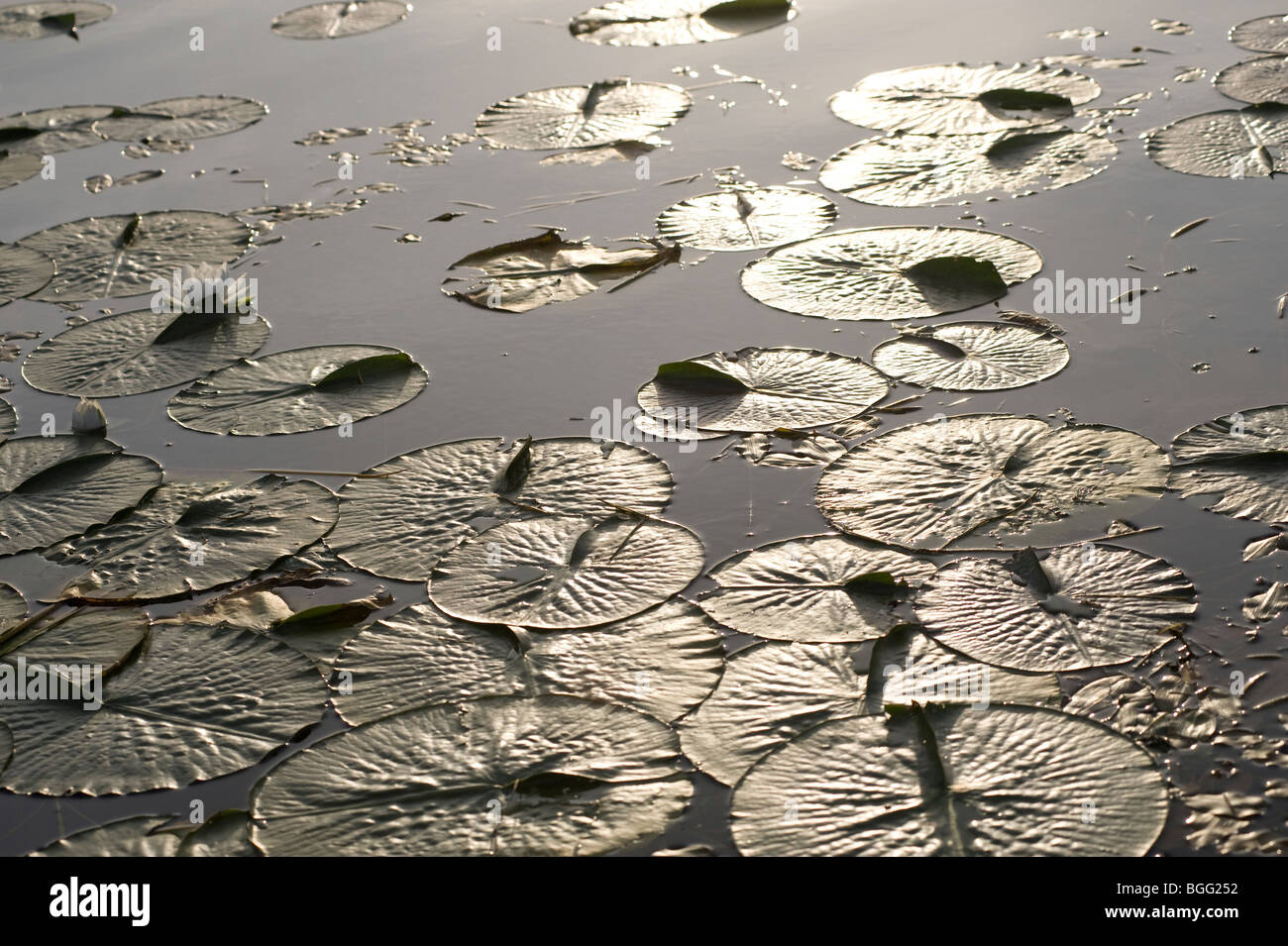 Seerosen auf Lake, Lake Of The Woods, Ontario, Kanada Stockfoto