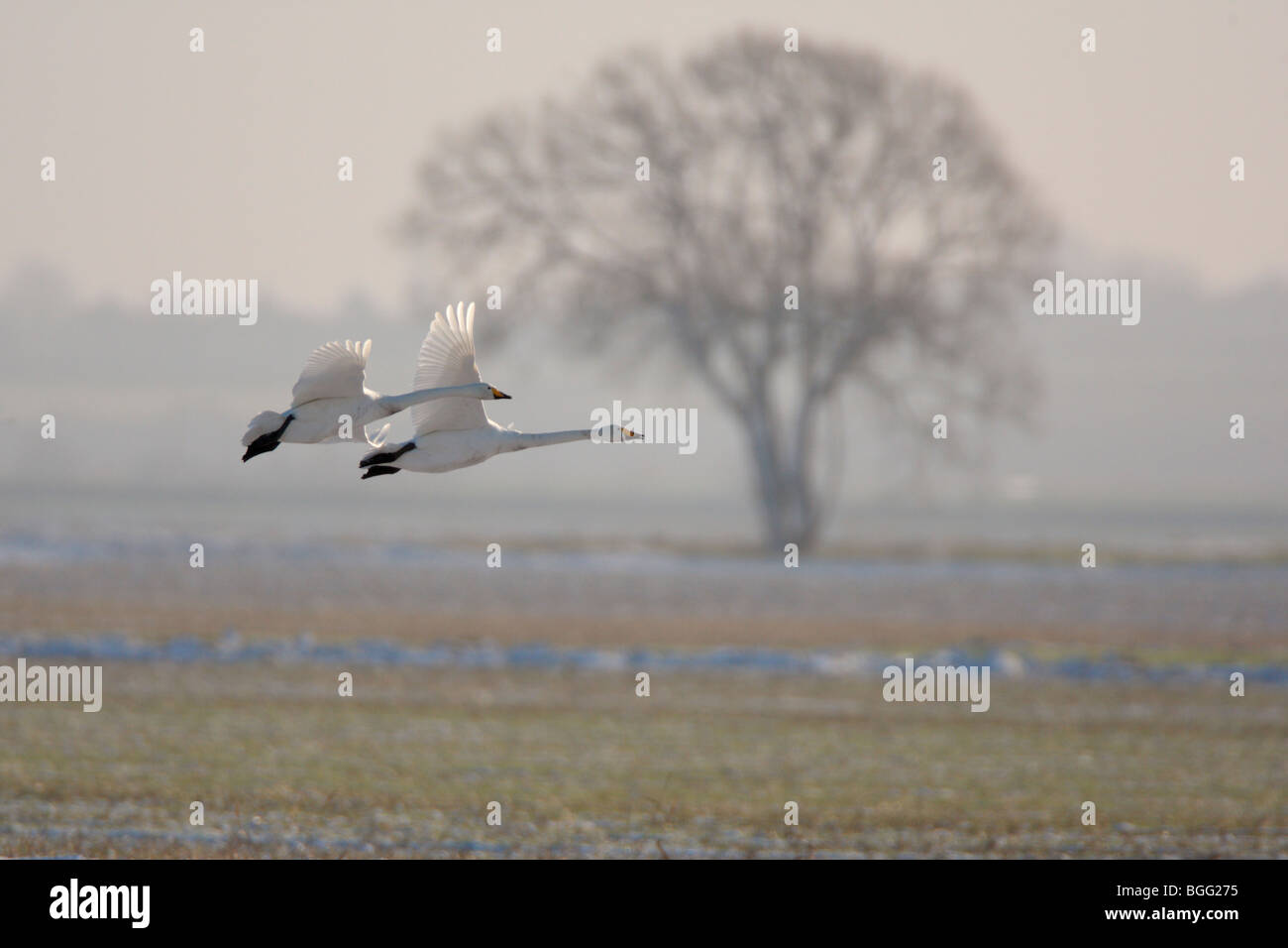 Whooper Schwan Cygnus Cygnus im Flug Schnee winter Stockfoto