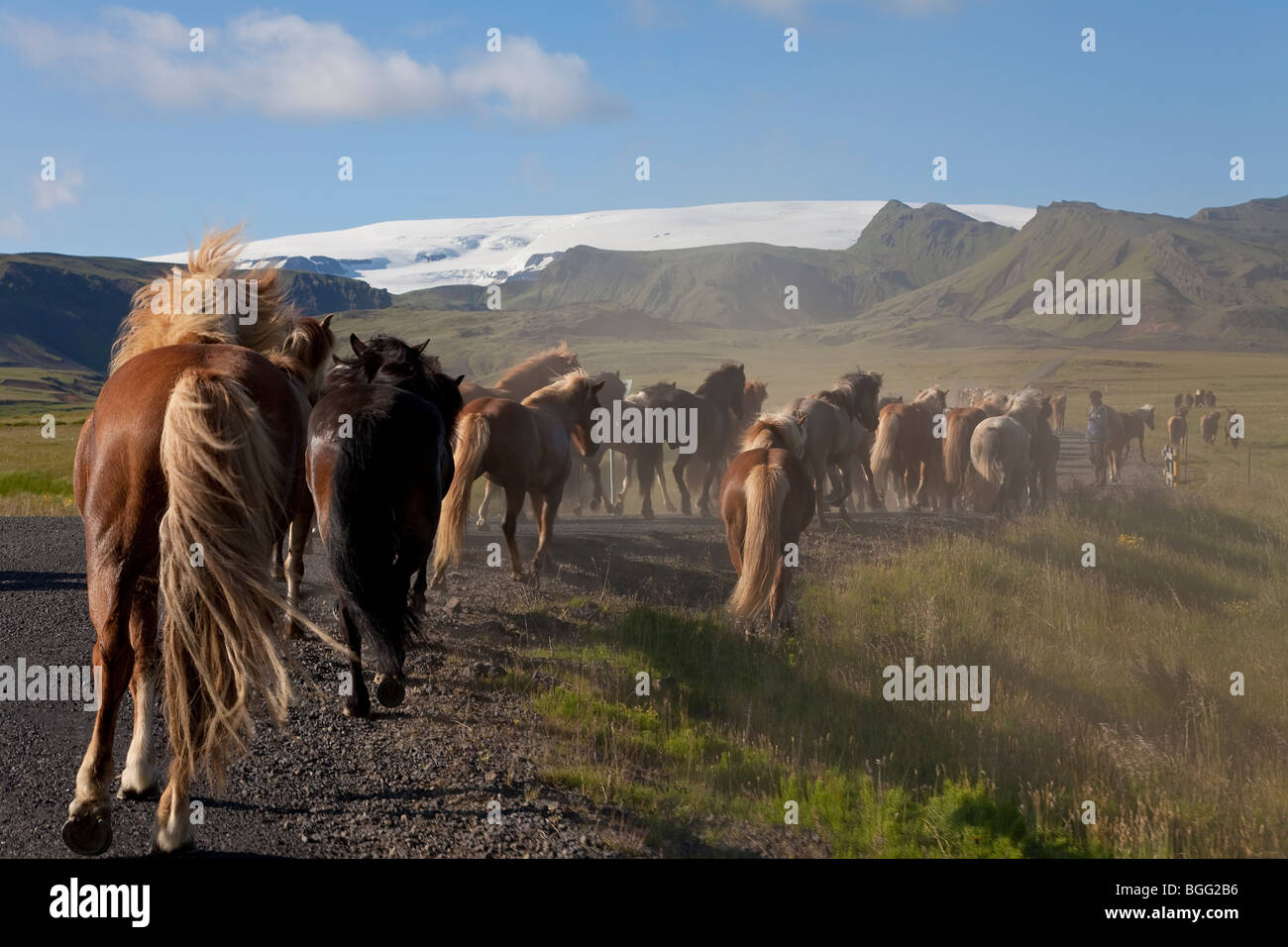 Herde von Islandpferden im Galopp auf einer Straße in ein Feld. In Island gedreht. Stockfoto