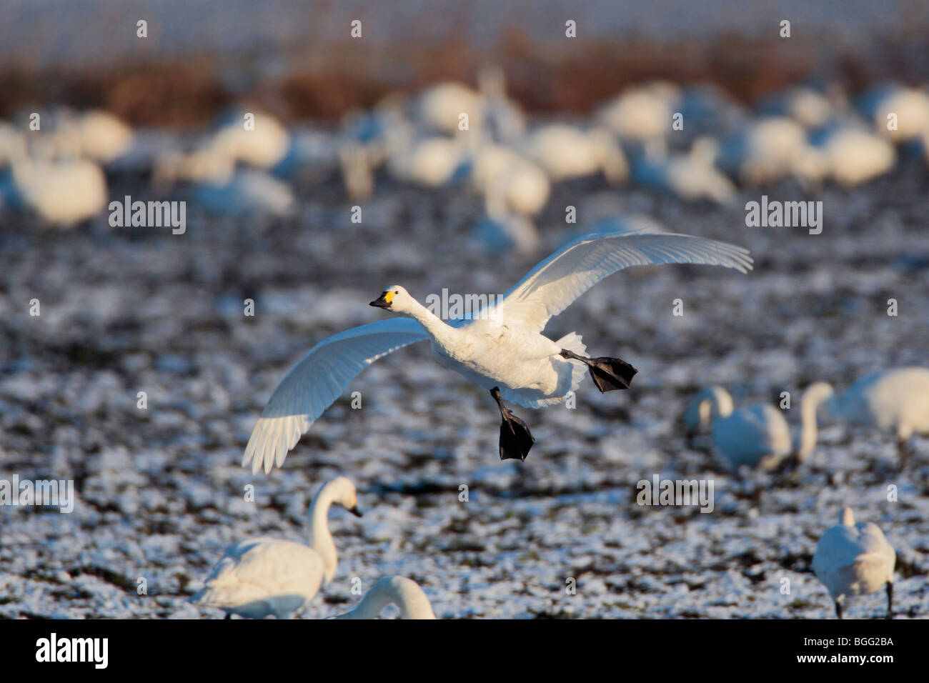 Whooper Schwan Cygnus Cygnus ausziehen Schnee Stockfoto