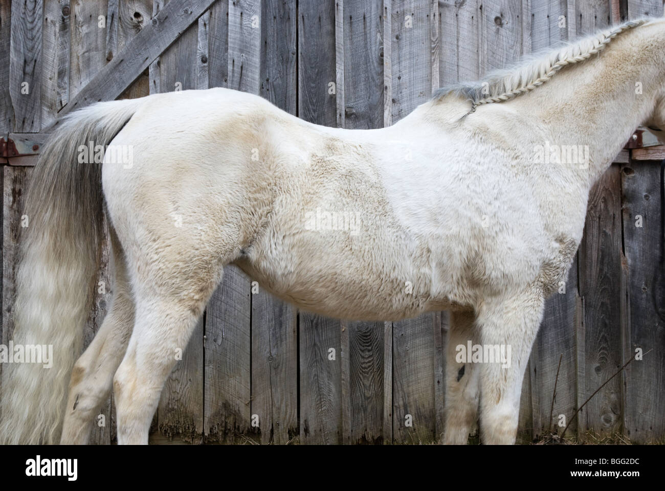 Swayback eines 13 Jahre alten Pferdes im Wintermantel. Stockfoto