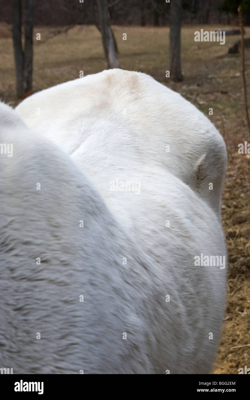Hip Vertreibung und Swayback eines 13 Jahre alten arabischen Pferdes in Wintermantel. Stockfoto