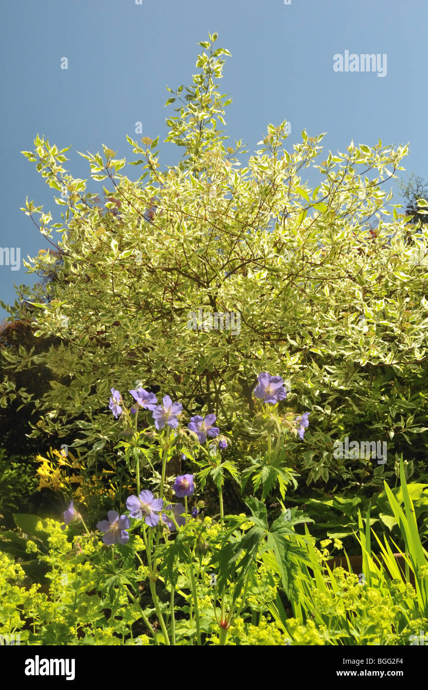 Cornus sanguineaund - gemeinsame Hartriegel im Frühjahr. Stockfoto