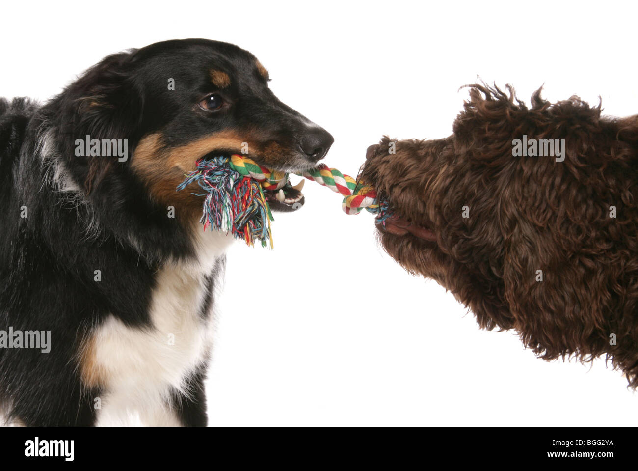 Zwei Hunde spielen Tauziehen männliche Erwachsene Border Collie und weibliche junge Labradoodle Studio Stockfoto