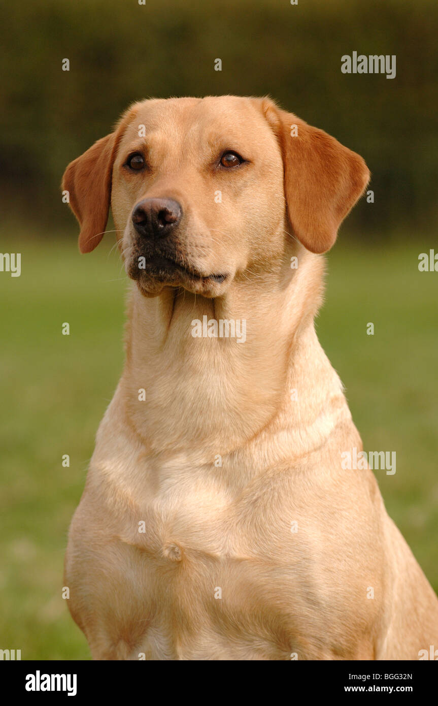 gelber Labrador Retriever Porträt Stockfoto
