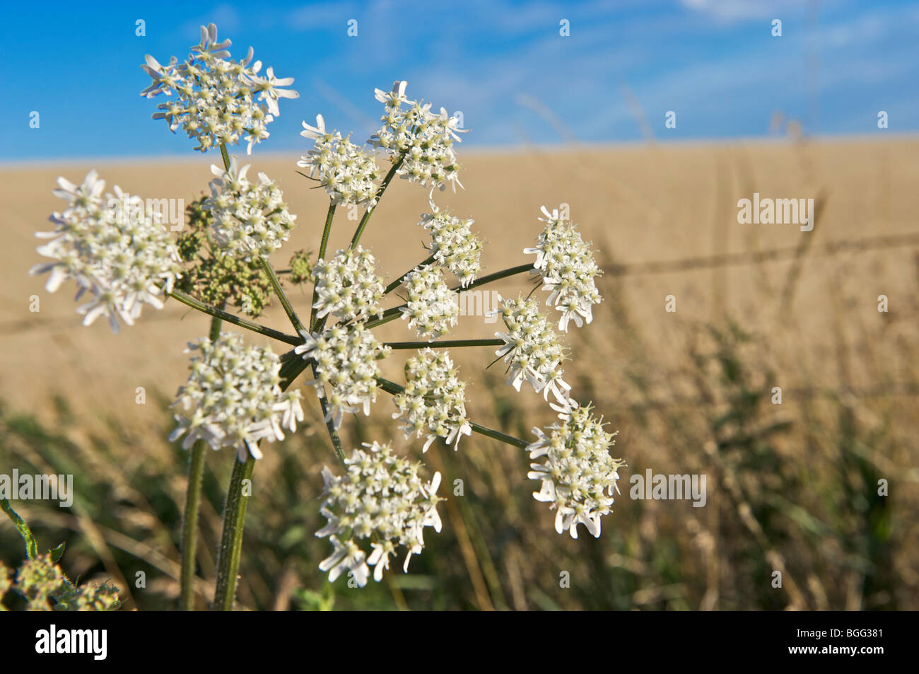 Kuh-Petersilie, Anthriscus Sylvestris, East Sussex Stockfoto
