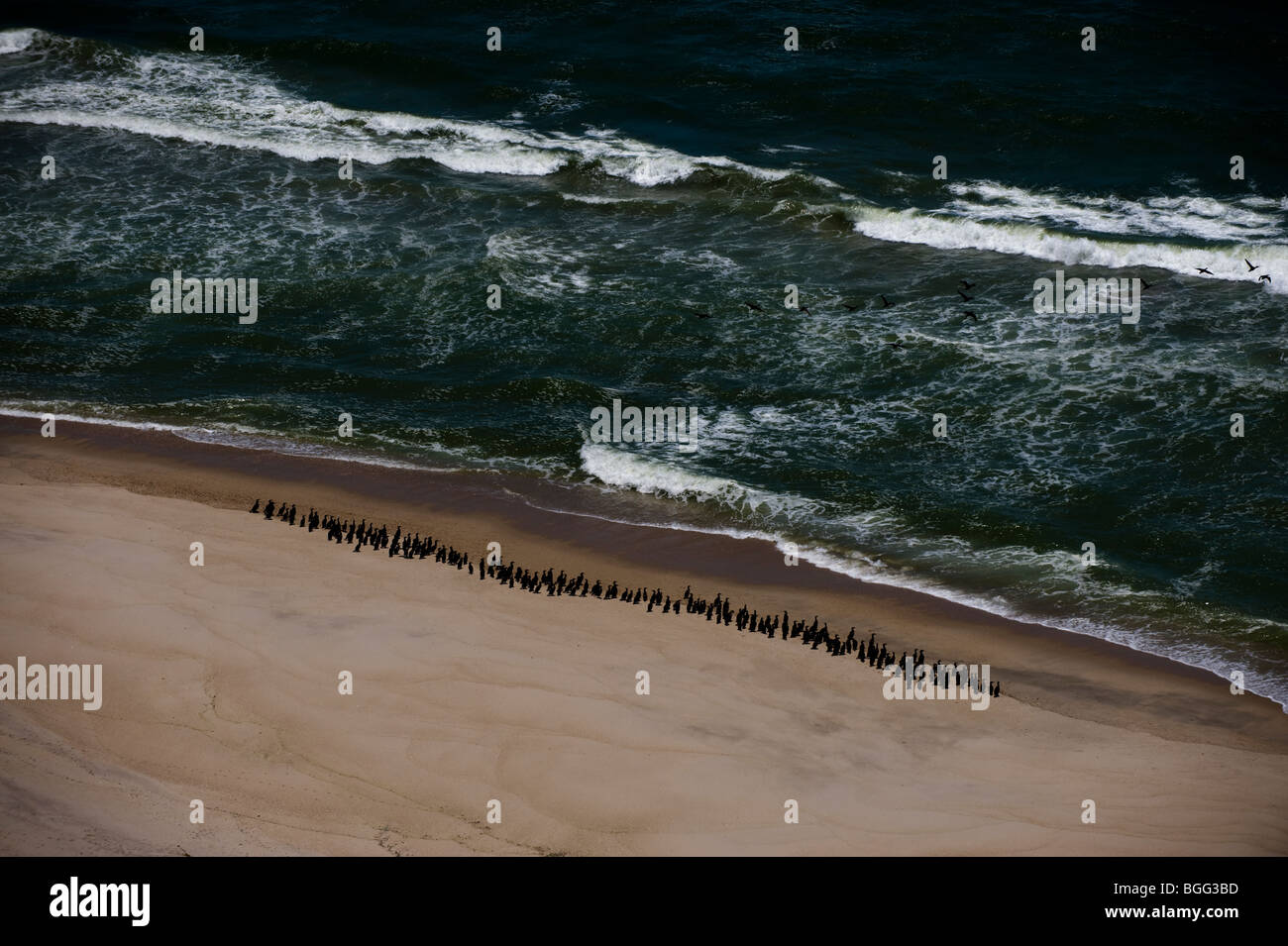 Kormorane am Strand, Namibia. Stockfoto