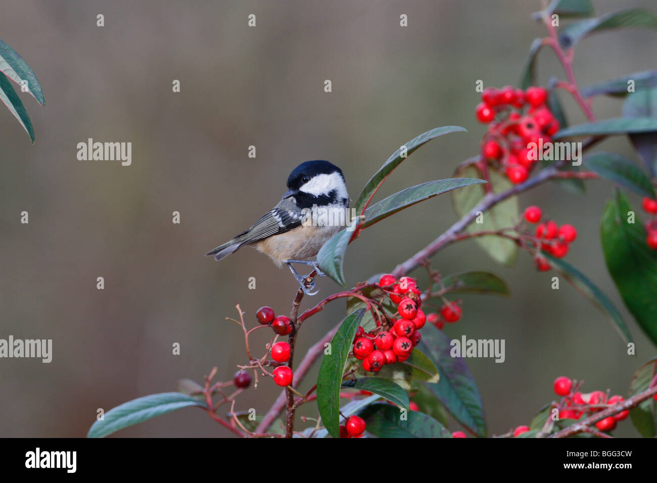 Kohle-Tit Hemisphäre Ater auf Zwergmispel berry Stockfoto