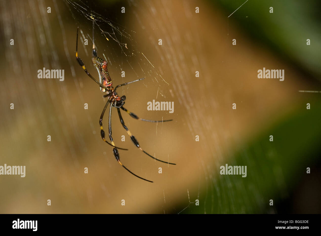 Eine goldene Kugel weben Spinne. Stockfoto