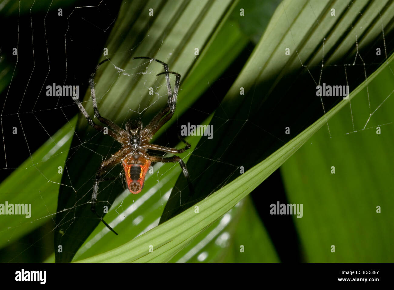 Orb-weben Spinne im Netz. Stockfoto