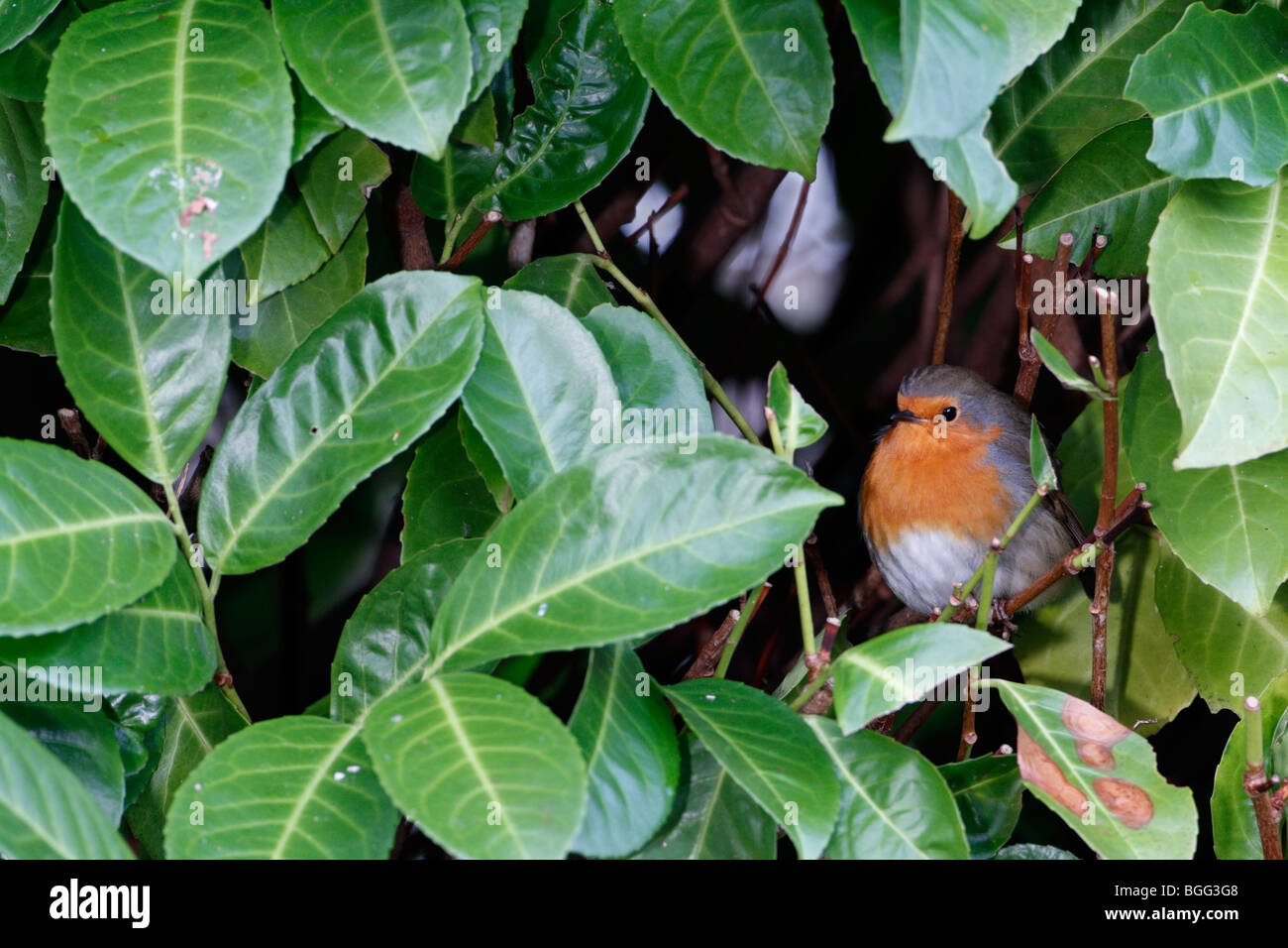 Robin Erithacus Rubecula Hideing im Busch Stockfoto