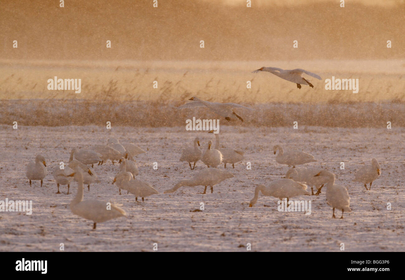 Whooper Schwäne Cygnus Cygnus im Schneesturm Stockfoto