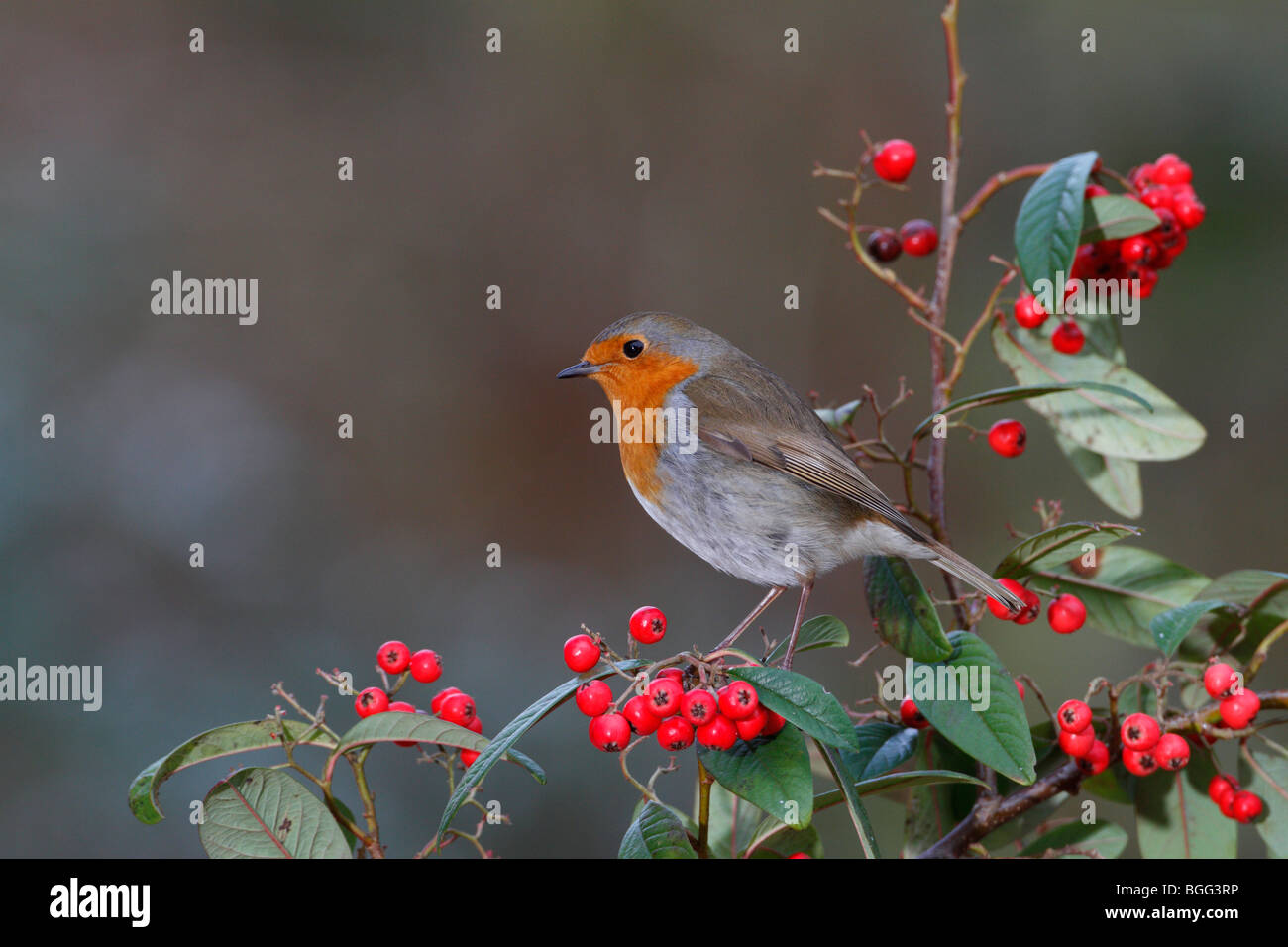 Robin Erithacus Rubecula auf Berrys Stockfoto