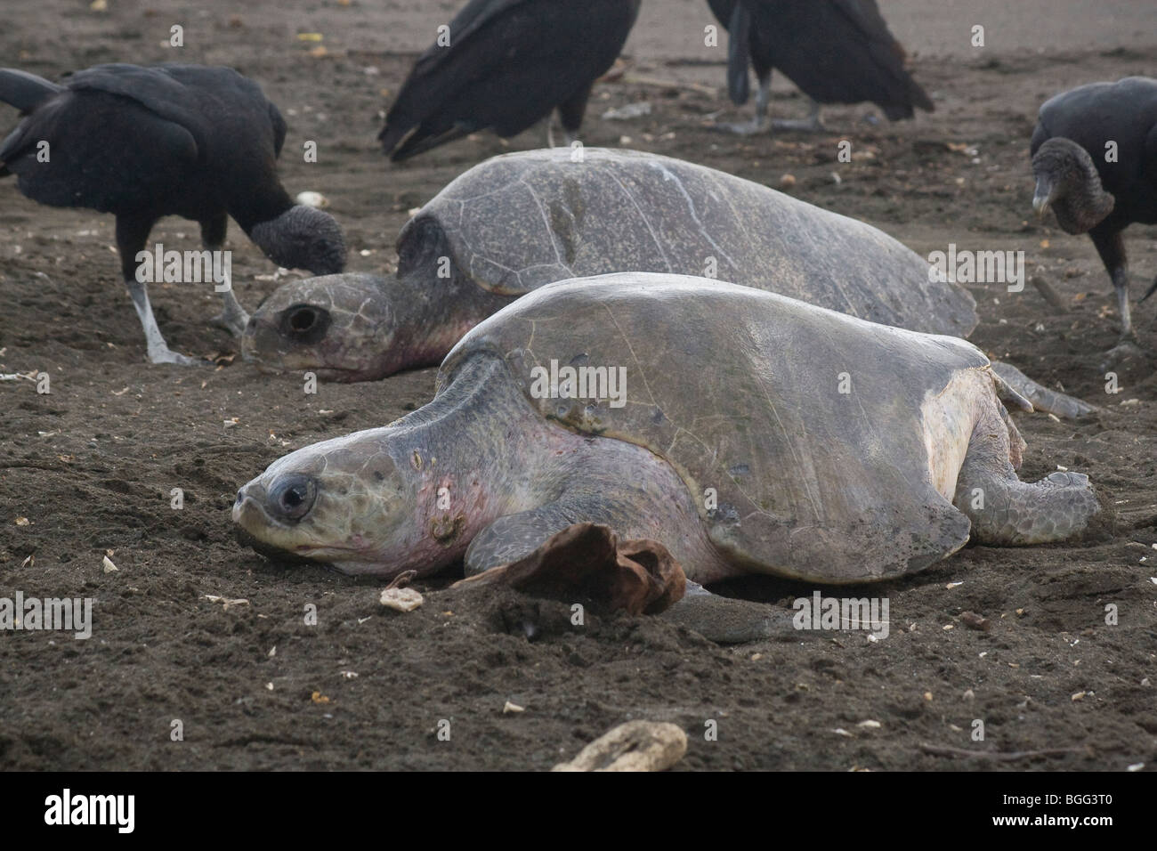 Olive Ridley Schildkröten Eiablage. Narben, fehlende Stück der Schale sind Zeugen der Hai-Attacke. Tote Schildkröte im Hintergrund. Stockfoto