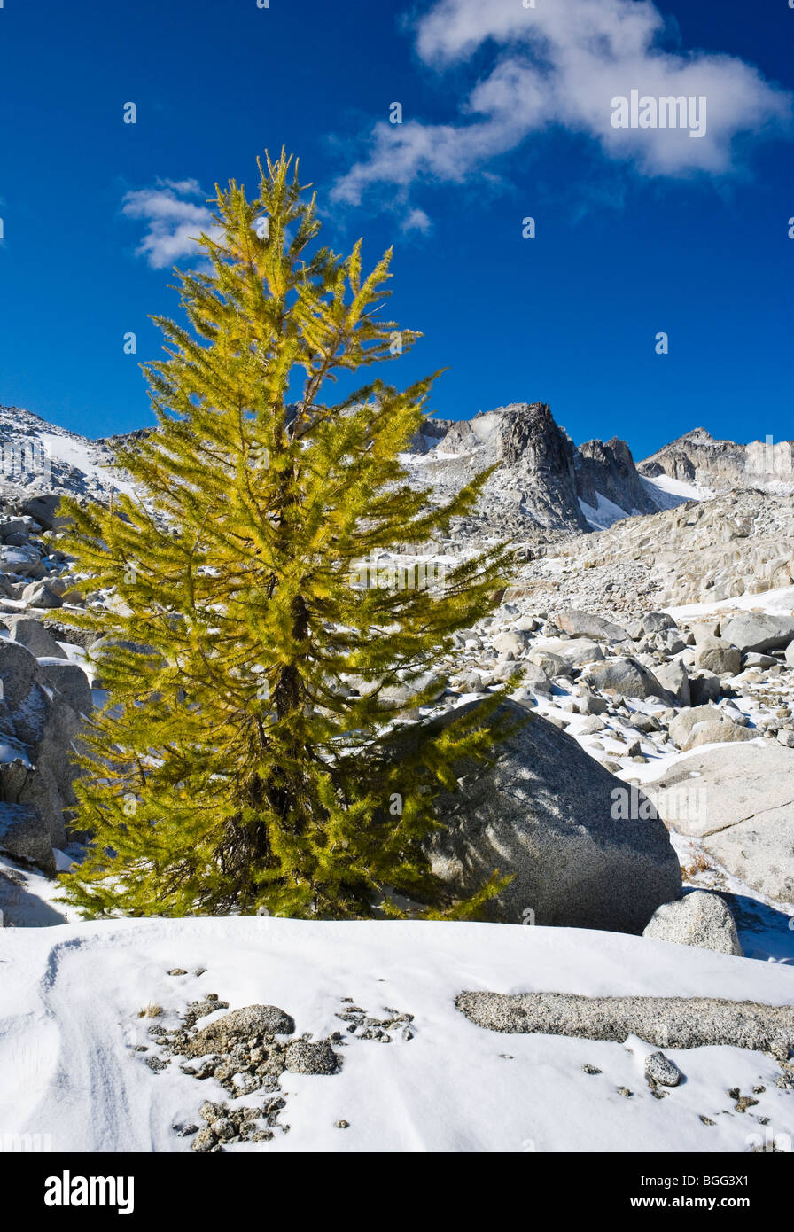 Ein Lärche Baum beginnen, seinen Fall zeigen Farben in die oberen Verzauberungen, Verzauberung Lakes Wilderness Area Stockfoto