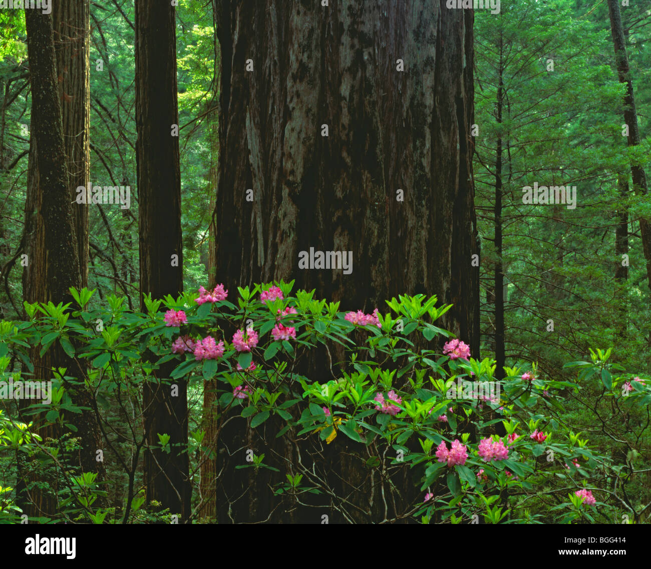 Kalifornien - Rhododendren blühen entlang des Coastal Trail im Del Norte Coast Redwoods State Park. Stockfoto