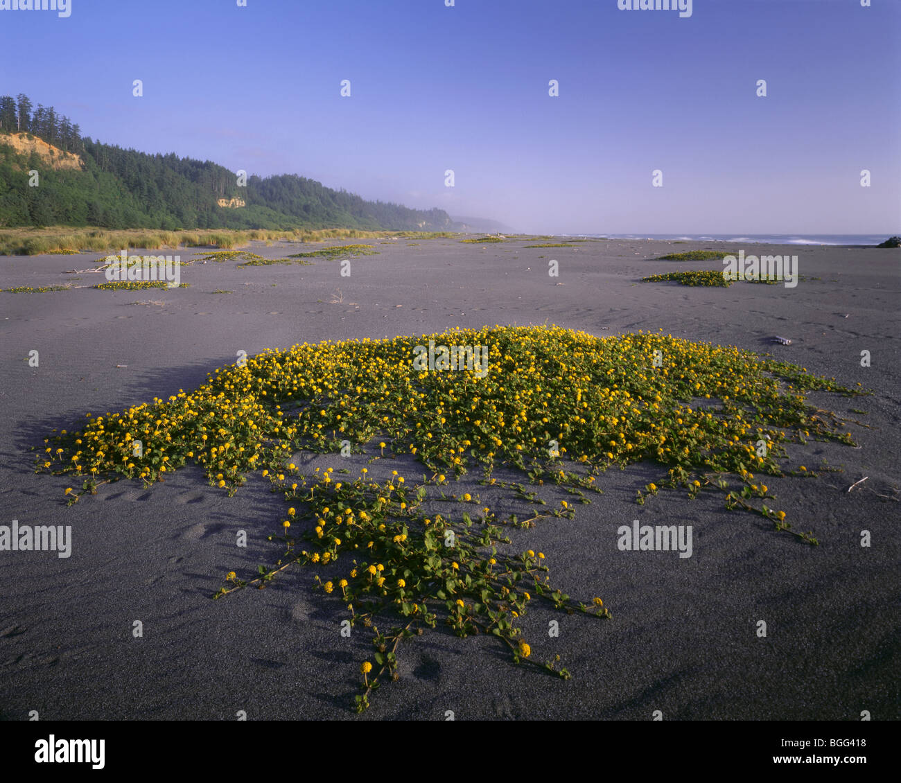 Kalifornien - Gelbe Sand Eisenkraut Gold Bluffs Beach im Prairie Creek Redwoods State Park. Stockfoto