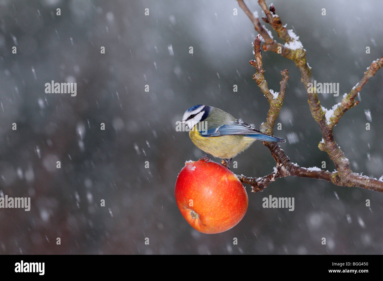 Blue Tit Cyanistes Caeruleus auf Apple Schnee trinken Stockfoto