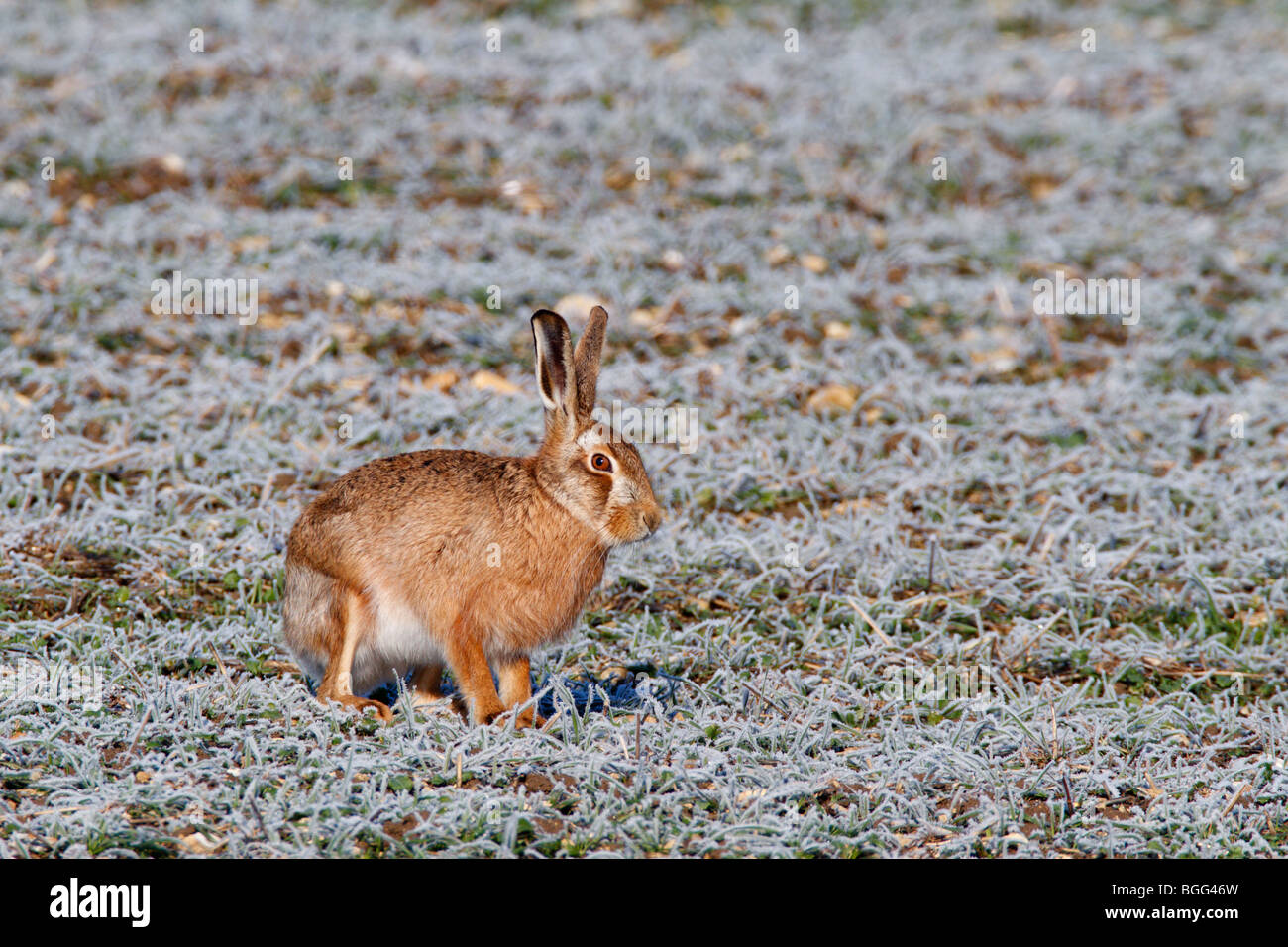 Brauner Hase Lepus Capensis Warnung hautnah Stockfoto