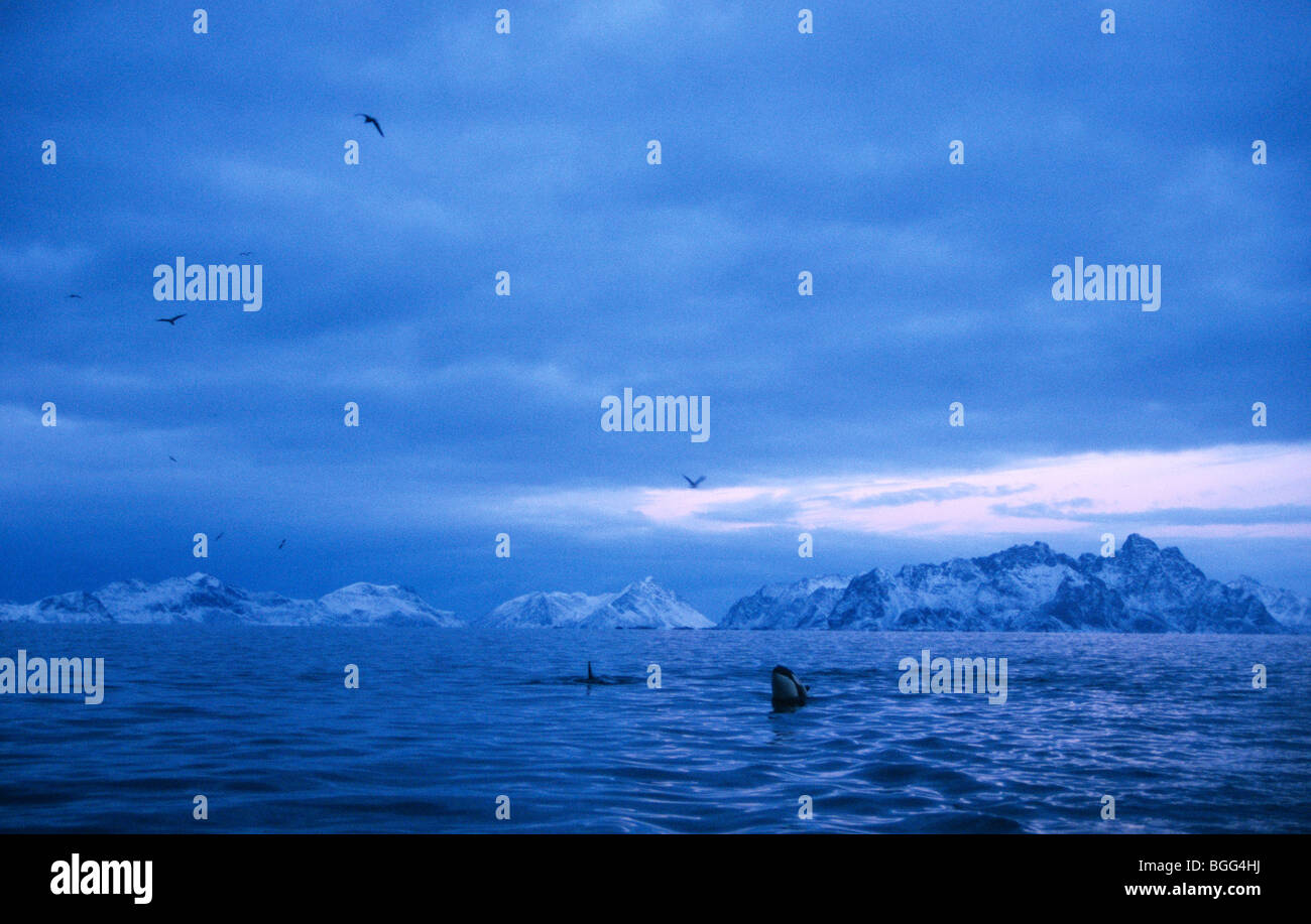 Mrderwal und Landschaft aus Lofoten, Norwegen Stockfoto