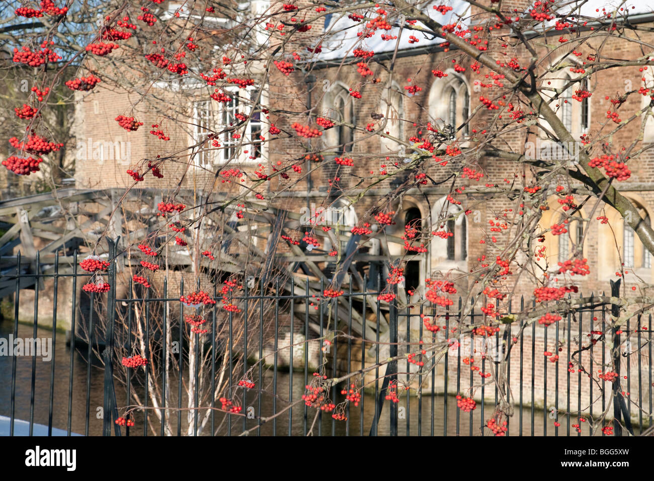 Cambridge Winter; Red Berries vor der Newtons Bridge und dem Queens College, Cambridge University, Cambridge UK Stockfoto