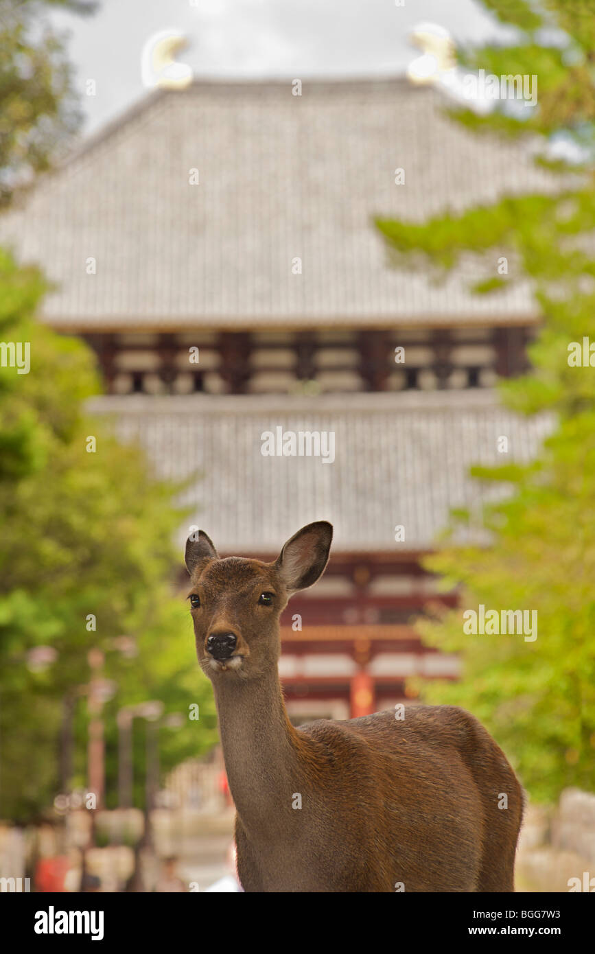 Rehe herumlaufen frei in zentralen Nara. Das Gelände des Nara-Park, Japan Stockfoto