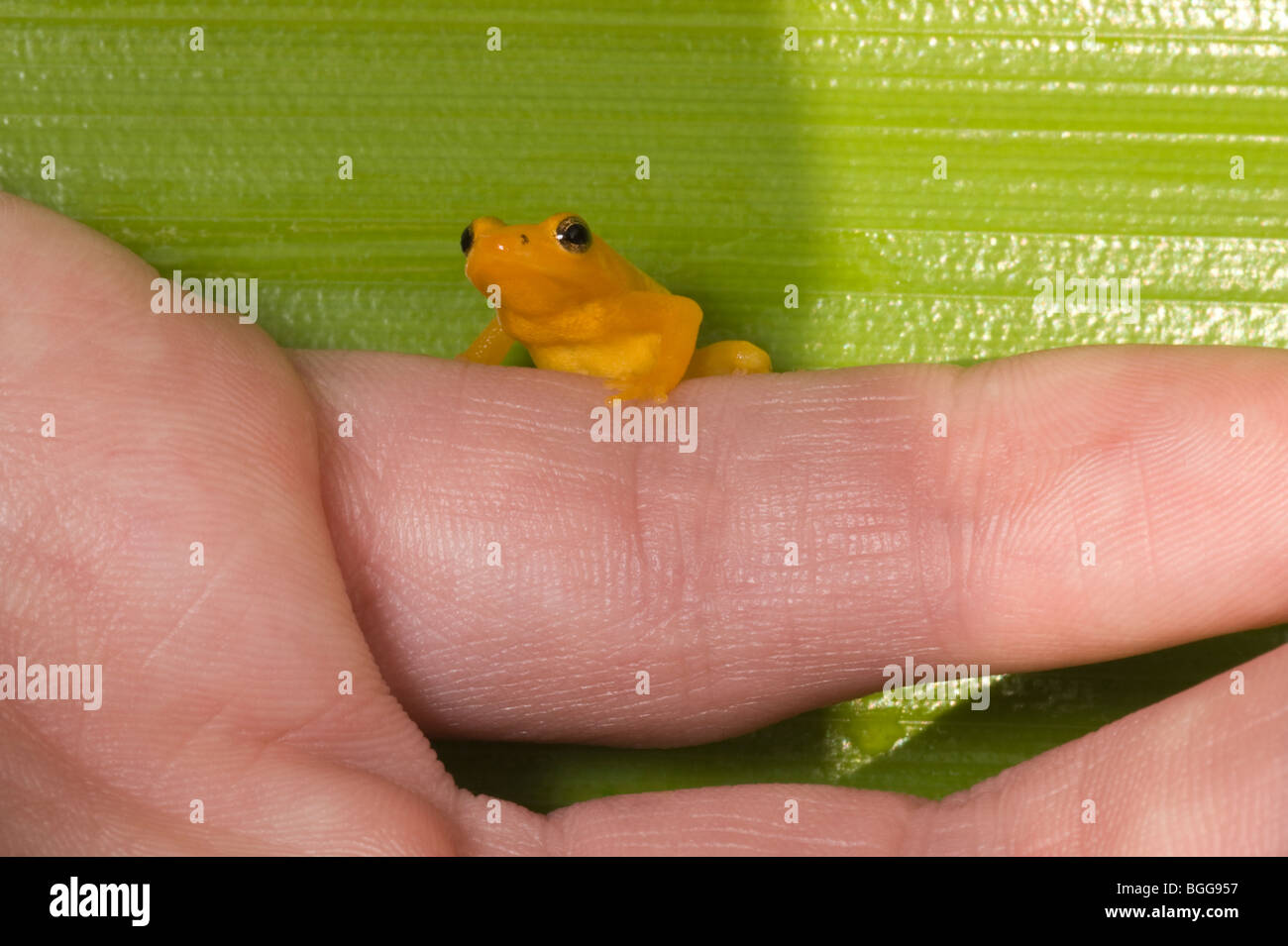 Dr. Beth Pettitt Zoologe mit Golden Poison Dart Frog (Colostethus Beebei). Tank-Bromelie (Brocchinia Micrantha) Hintergrund Stockfoto