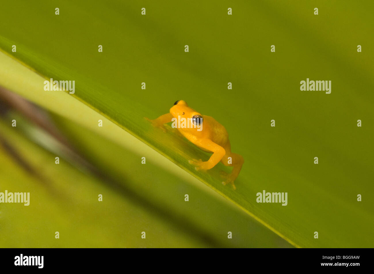 Golden Poison Dart Frog (Colostethus Beebei) balanciert auf riesigen Tank Bromelie (Brocchinia Micrantha) Blatt Kaieteur Falls Guyana Stockfoto