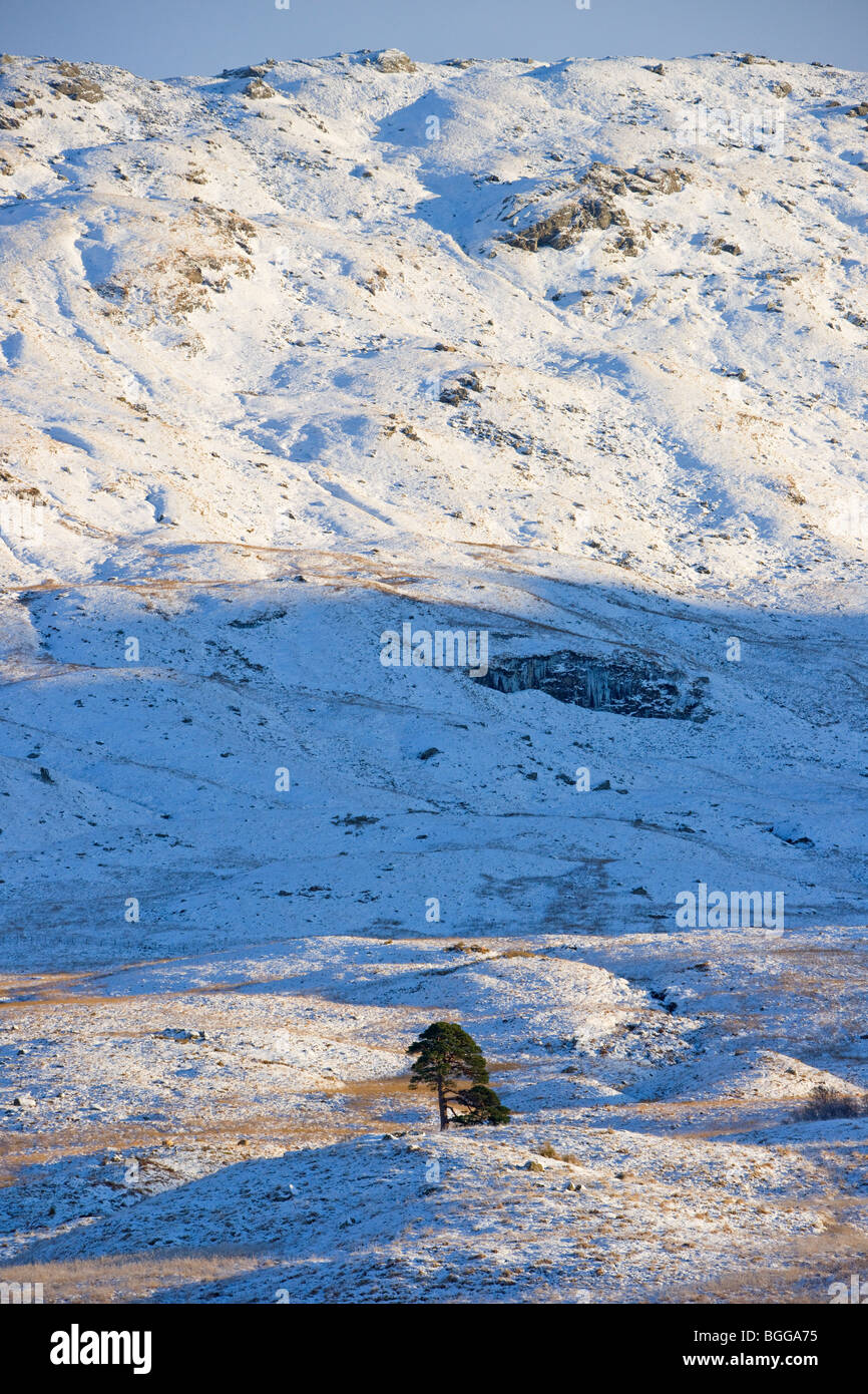 Kiefer Baum, alte, Glen Falloch, Ardlui, Loch Lomond, Dezember 2009 Stockfoto