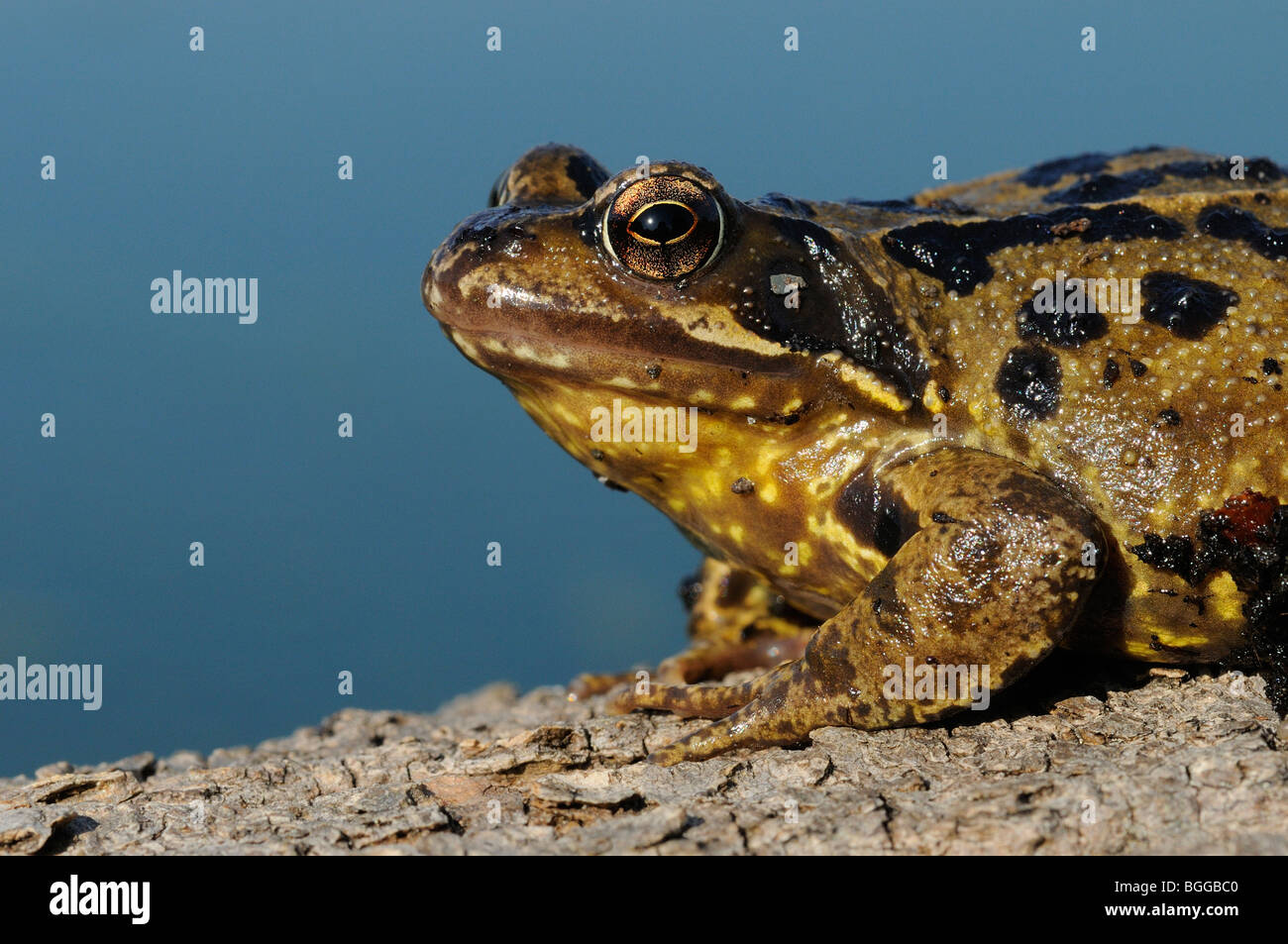 Gemeinsamen Frosch (Rana Temporaria) close-up, Oxfordshire, Vereinigtes Königreich. Stockfoto
