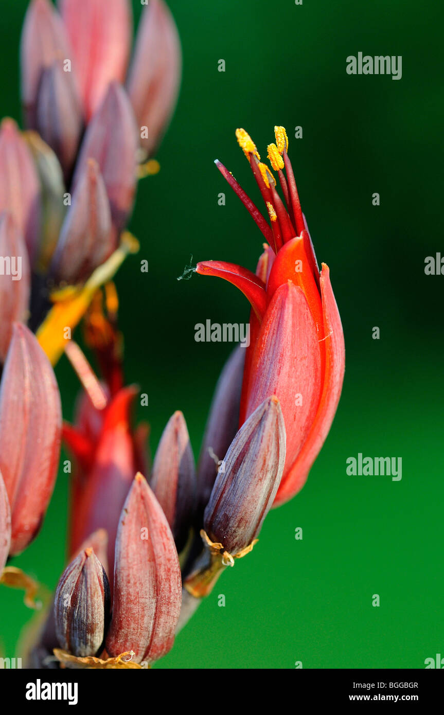 Phormium (Phormium Tenax) Nahaufnahmen von Blumen auf Blütenstand wächst im Garten, Oxfordshire, Vereinigtes Königreich. Stockfoto