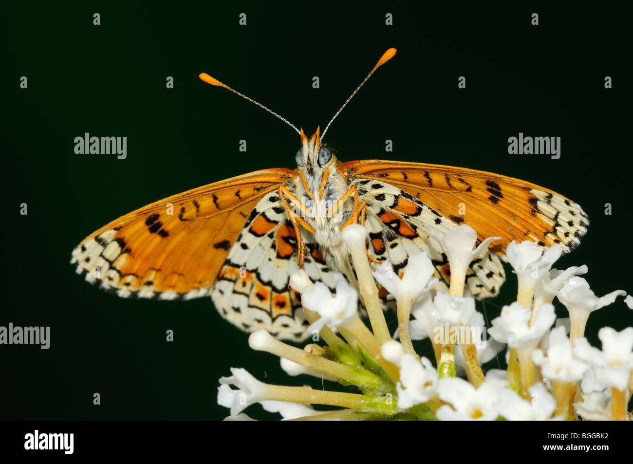 Glanville Fritillary (Melitaea Cinxia) ruht auf weißen Sommerflieder Blume, Provence, Frankreich. Stockfoto