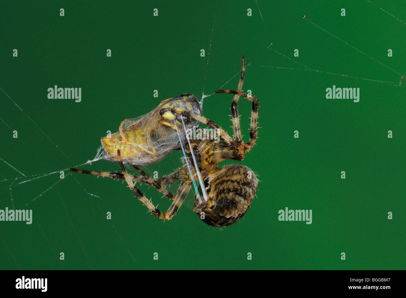 Orb Kreuzspinne (Araneus Diadematus) einwickeln gemeinsame Wespe mit Seide aus Spinnerettes, Oxfordshire, Vereinigtes Königreich. Stockfoto