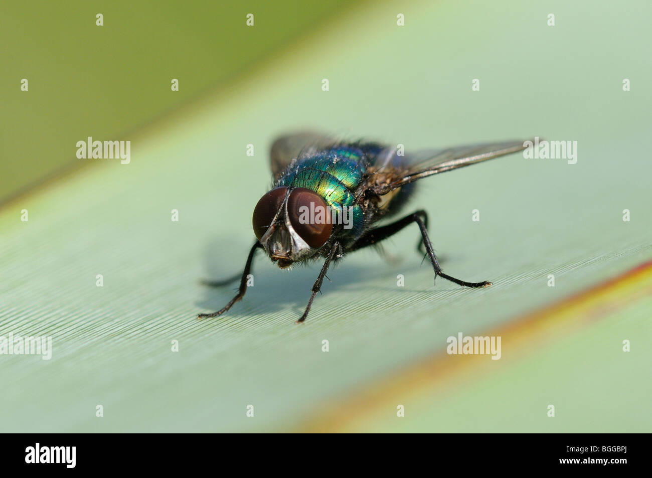 Greenbottle Fly (Lucilia Caesar) Oxfordshire, Vereinigtes Königreich. Stockfoto