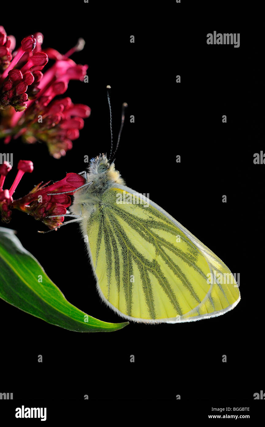 Grün-veined weiß Schmetterling (Pieris Napi) ruht auf Red Valerian Blume, Oxfordshire, Vereinigtes Königreich. Stockfoto