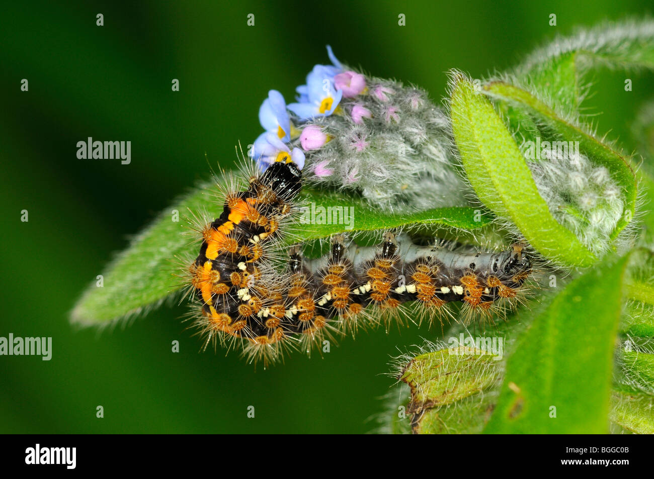Jersey Tiger Moth (Euplagia Quadripunctaria) Raupe Fütterung auf Blumen Vergissmeinnicht, Gefangenschaft gezüchtet. Stockfoto