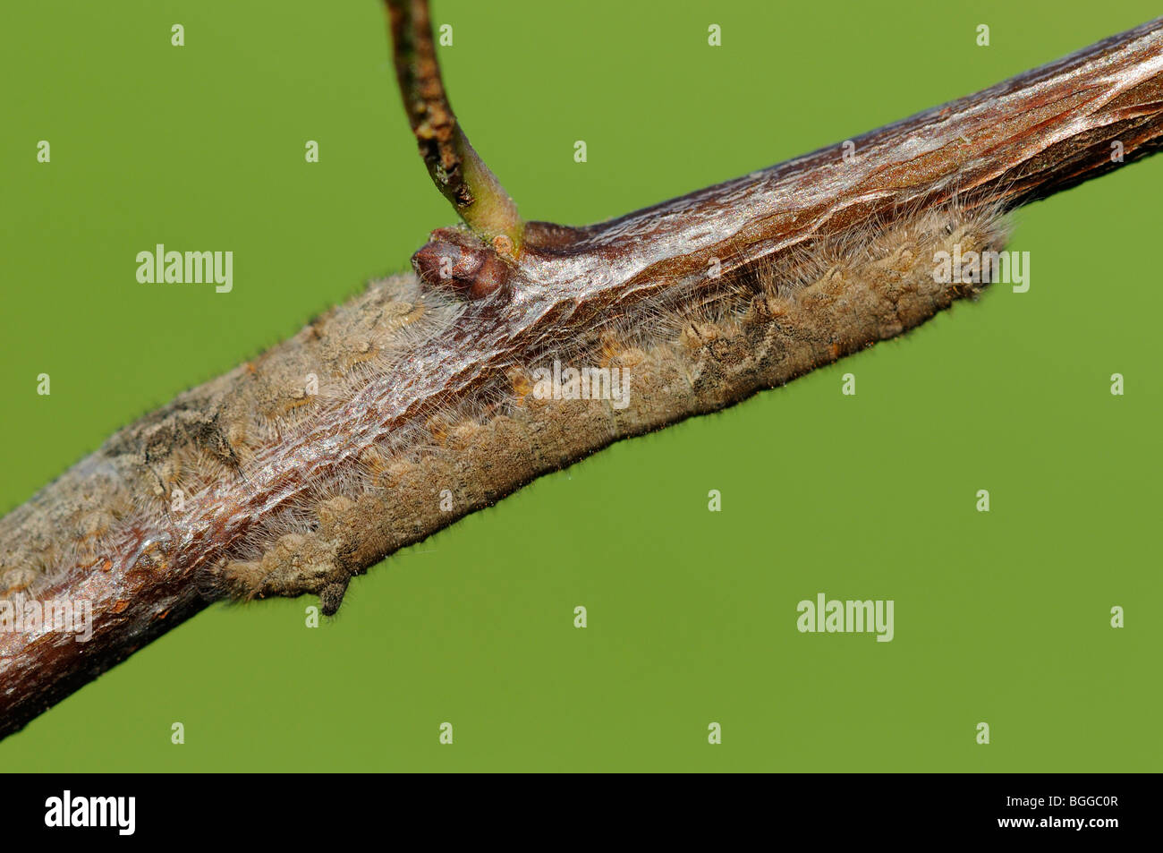 Ohrengeier Moth (Gastropacha Quercifolia) Raupe ruht auf Weißdorn Zweig, Oxfordshire, Vereinigtes Königreich. Stockfoto