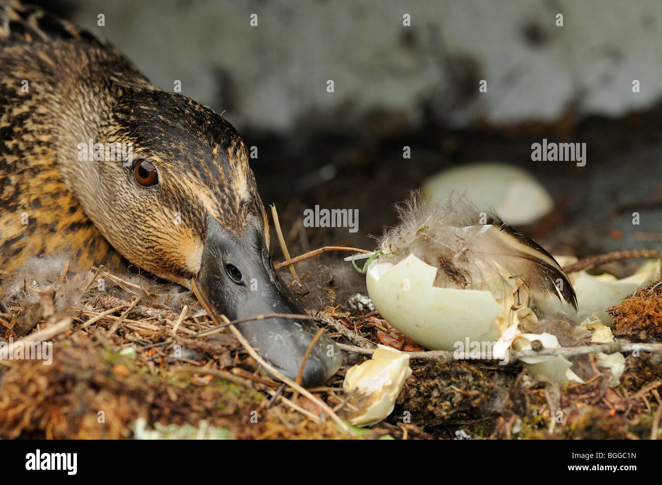 Stockente (Anas Platyrhynchos) weibliche saß auf Nest neben leeren Eierschalen, Devon, UK. Stockfoto