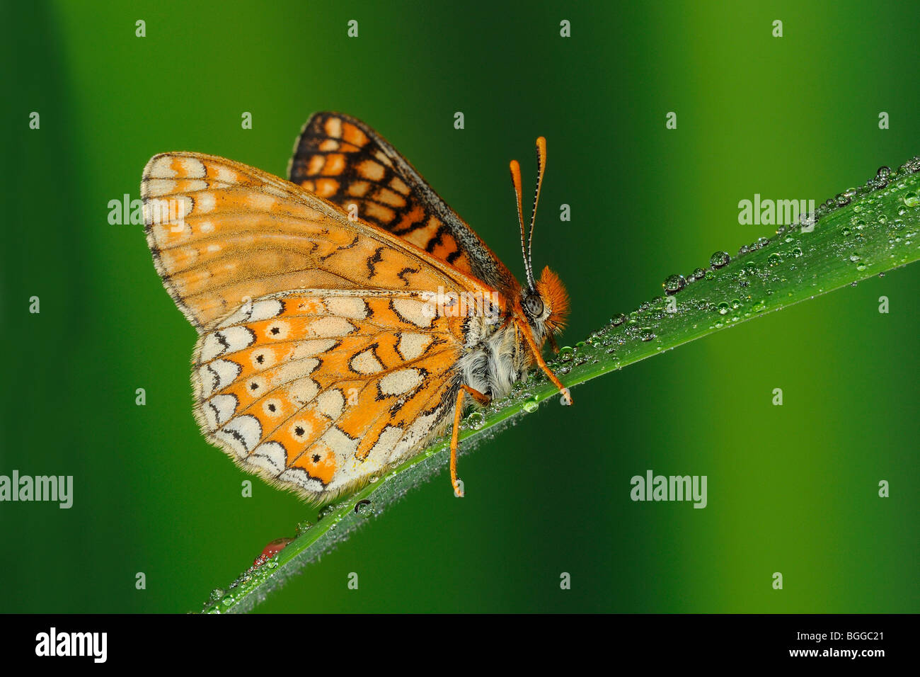 Marsh Fritillary Butterfly (Eurodryas Aurinia) ruht auf Grashalm, Oxfordshire, Vereinigtes Königreich. Stockfoto