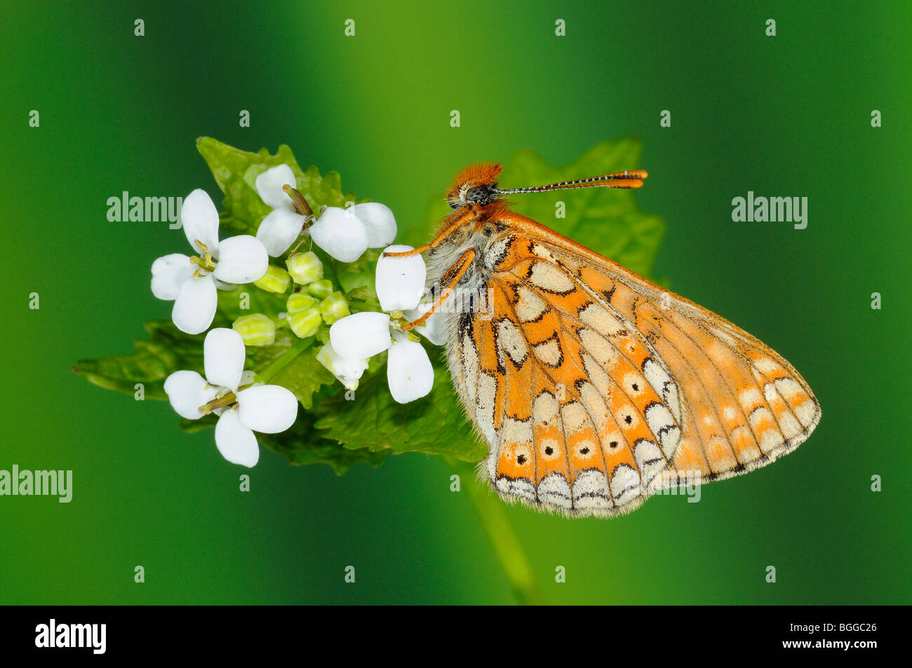 Marsh Fritillary Butterfly (Eurodryas Aurinia) ruht auf Wilder Senf Blume, Oxfordshire, Vereinigtes Königreich. Stockfoto