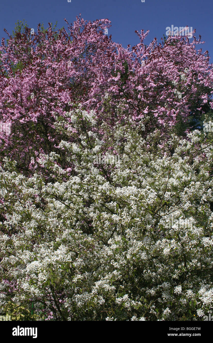 Kirschpflaume (Prunus Cerasifera Nigra) und Eschen, Elsbeere (Amelanchier Lamarckii), blühen. Stockfoto