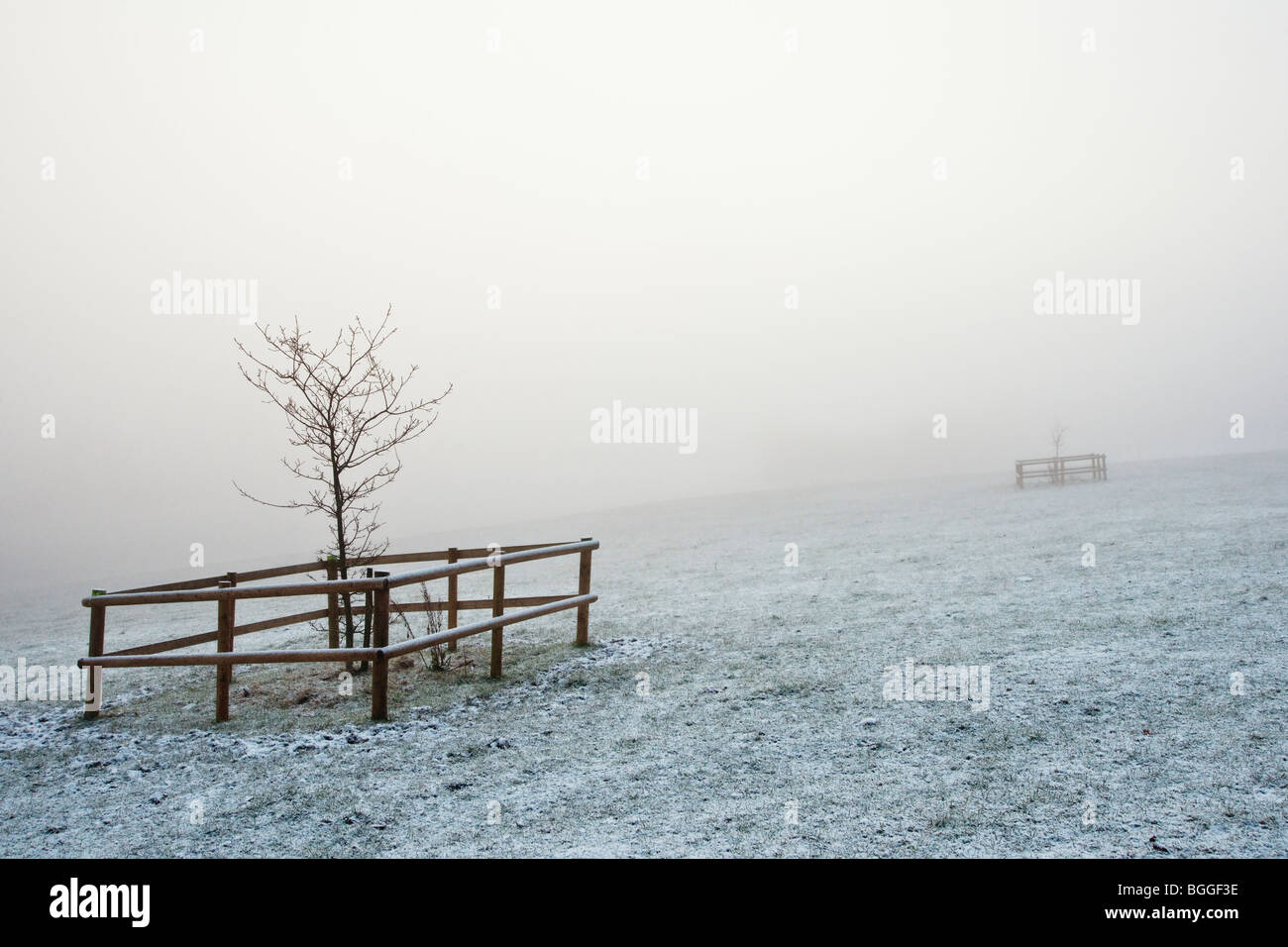 junge Bäumchen im Winter Nebel Stockfoto