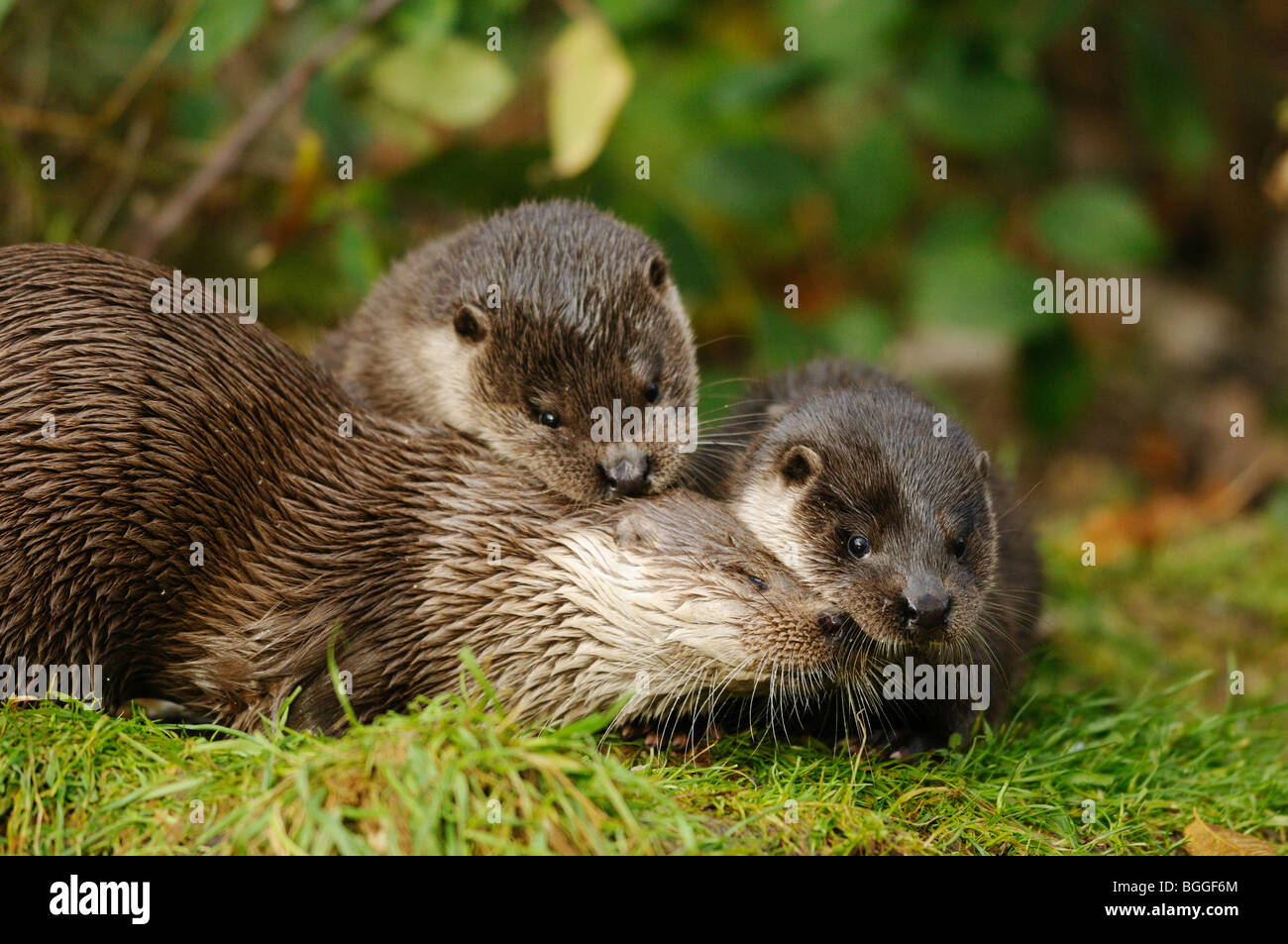 Zwei junge Fischotter (Lutra Lutra) spielen auf Wiese, Low-Winkel anzeigen Stockfoto