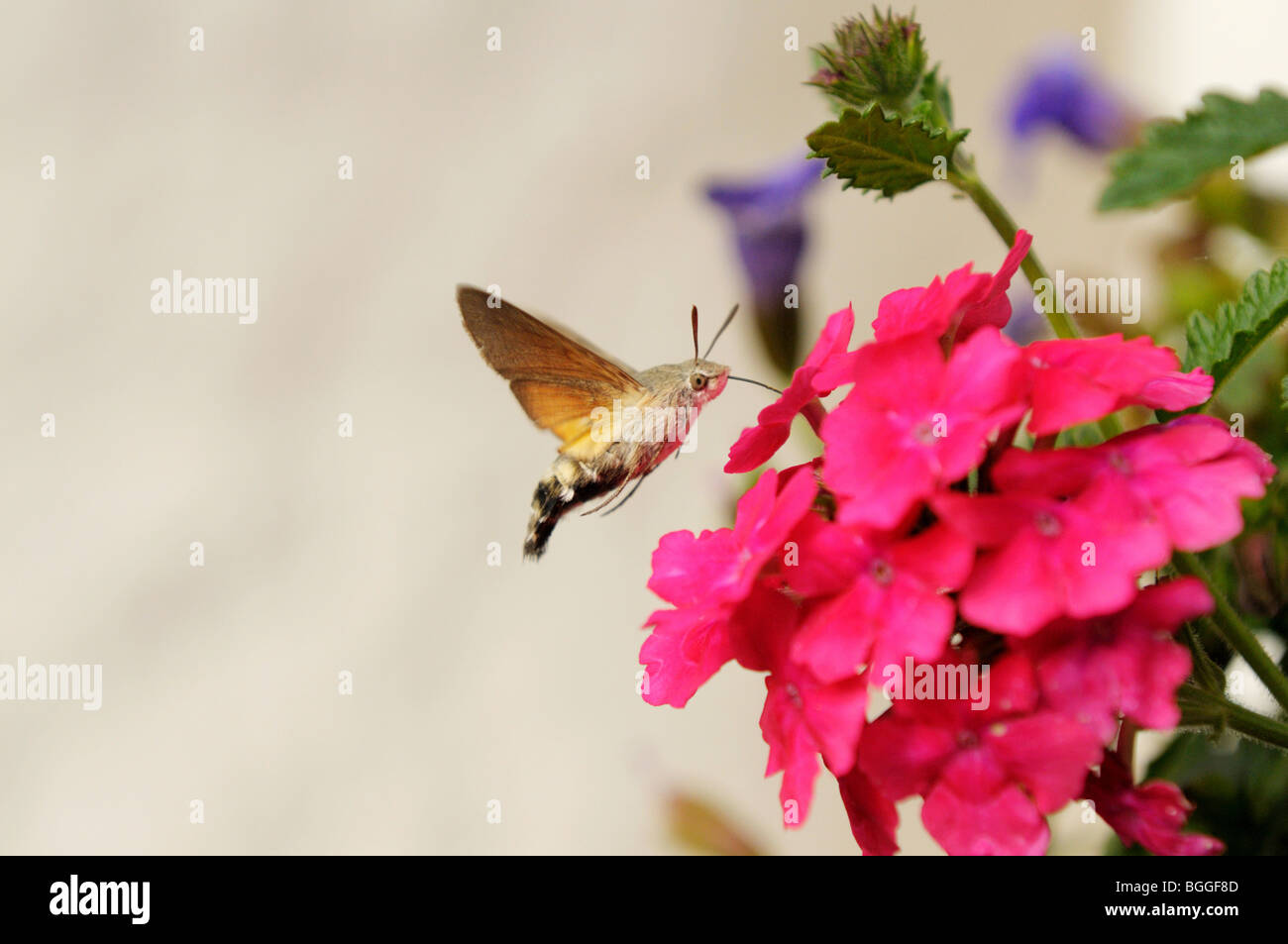 Kolibri Falke-Motte (Macroglossum Stellatarum) saugen an eine Blume, Nahaufnahme Stockfoto