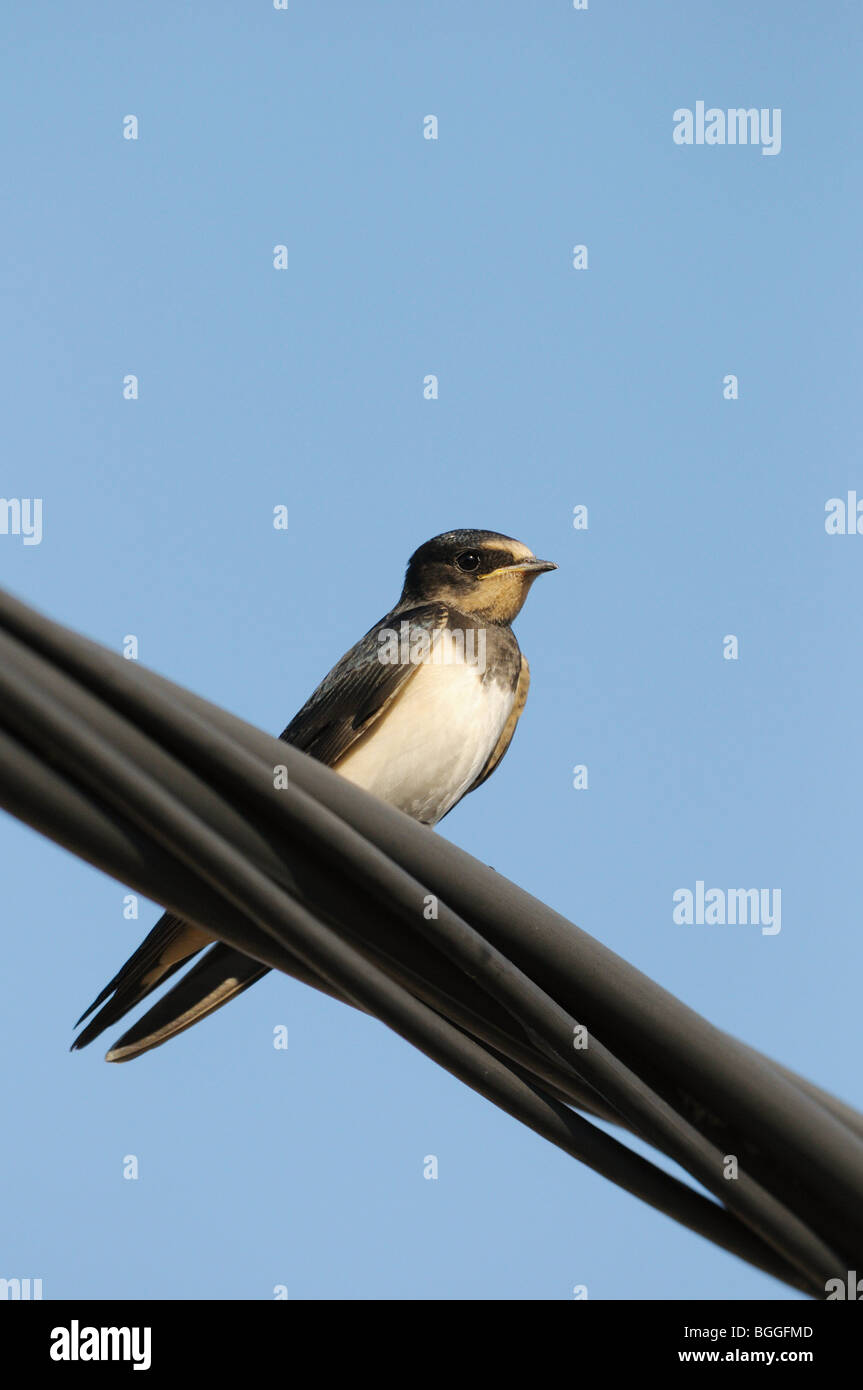 Rauchschwalbe (Hirundo Rustica) sitzt auf einer Hochspannungsleitung, Nahaufnahme, niedrigen Winkel Ansicht Stockfoto